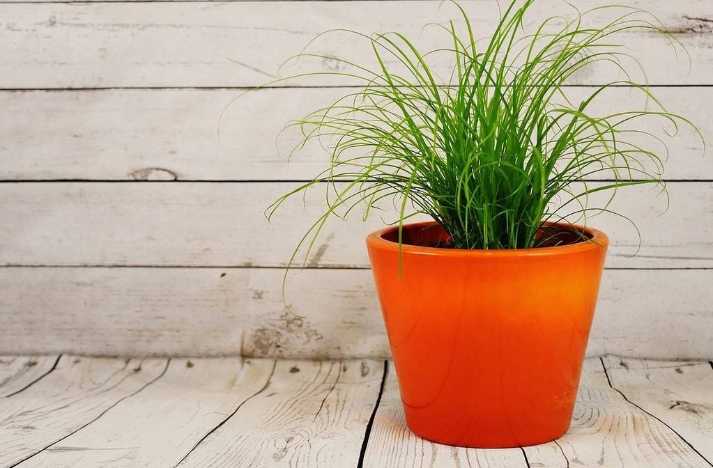Découvrez les secrets des plantes pour un bien-être optimal